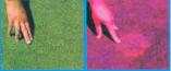 Identify Fusarium Patch with the Turf Stress Detection Glasses