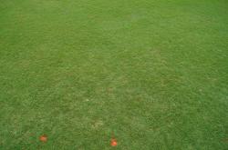 Here are some dollar spot plots at the University of Florida Turfgrass Field Day in Citra, Florida