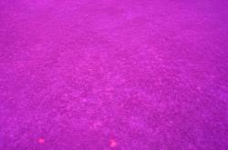 The same dollar spot plots at the University of Florida with the Turf Stress Detection Glasses.
